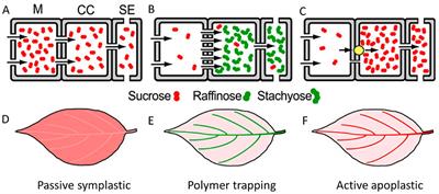 11C-Autoradiographs to Image Phloem Loading